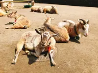 八木山動物公園フジサキの杜の写真・動画_image_319021