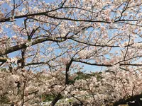 西伊豆町の写真・動画_image_319073
