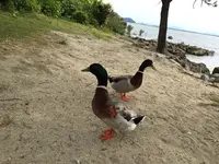 シャーレ水ヶ浜の写真・動画_image_319156