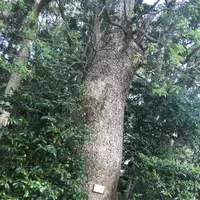 木の葉モール橋本の写真・動画_image_319205