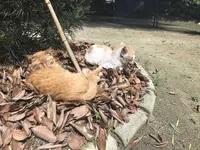 木の葉モール橋本の写真・動画_image_319213