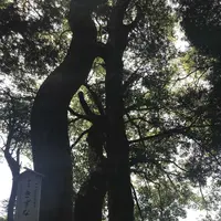 木の葉モール橋本の写真・動画_image_319214