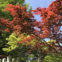 紅葉八幡宮の写真・動画_image_319234