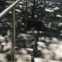 愛宕神社の写真・動画_image_319336