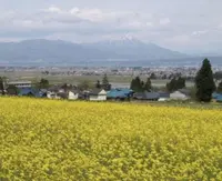 八木沢の写真・動画_image_319449