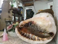 メキシコの写真・動画_image_319511