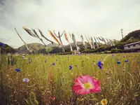 田んぼをつかった花畑の写真・動画_image_319519