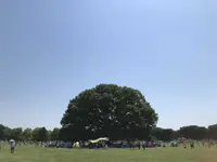 国営昭和記念公園の写真・動画_image_319850