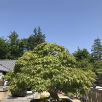 国営昭和記念公園の写真・動画_image_319856