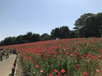 国営昭和記念公園の写真・動画_image_319860