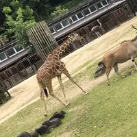 とべ動物園の写真・動画_image_320110