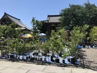 池上本門寺仁王門の写真・動画_image_320143