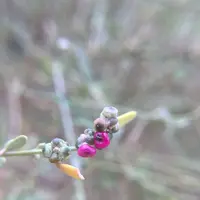 Ayers Rock（エアーズロック）の写真・動画_image_320168
