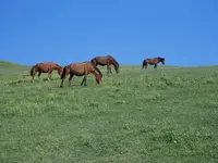 都井岬の写真・動画_image_320172