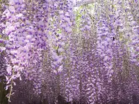 河内藤園の写真・動画_image_320206