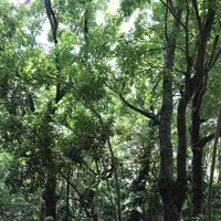五行山の写真・動画_image_320279