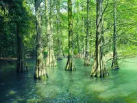 篠栗九大の森の写真・動画_image_320341