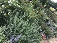 はままつフラワーパークの写真・動画_image_320452