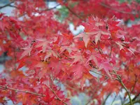 御船山楽園の写真・動画_image_320483