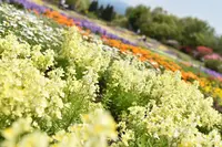 くじゅう花公園の写真・動画_image_320497