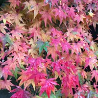 南禅寺の写真・動画_image_320668