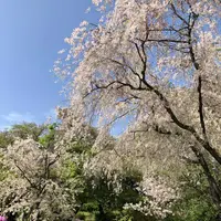原谷苑の写真・動画_image_320686