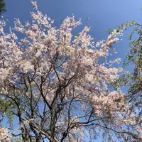 原谷苑の写真・動画_image_320687