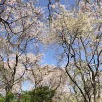 原谷苑の写真・動画_image_320688