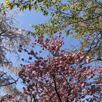 原谷苑の写真・動画_image_320689