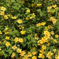 原谷苑の写真・動画_image_320690