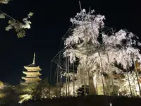 東寺（教王護国寺）の写真・動画_image_321064