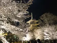 東寺（教王護国寺）の写真・動画_image_321065