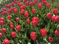 百合が原公園の写真・動画_image_321135