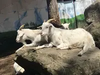 ノースサファリサッポロの写真・動画_image_321138