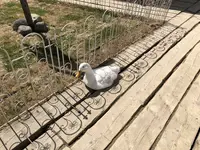 ノースサファリサッポロの写真・動画_image_321141