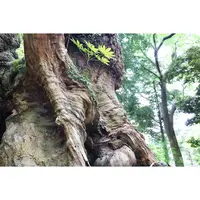 來宮神社の写真・動画_image_321581