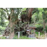 來宮神社の写真・動画_image_321582