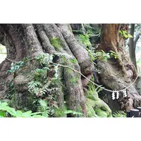 來宮神社の写真・動画_image_321583