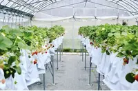 南伊豆*Baby Berry Farm*の写真・動画_image_321759