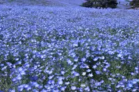 国営ひたち海浜公園の写真・動画_image_321812