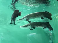 魚津水族博物館の写真・動画_image_321921