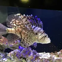 魚津水族博物館の写真・動画_image_321923