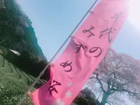 牛代の水目桜の写真・動画_image_322210