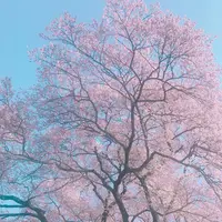 牛代の水目桜の写真・動画_image_322213