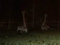 富士サファリパークの写真・動画_image_322388
