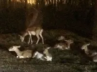富士サファリパークの写真・動画_image_322391