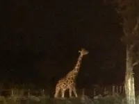 富士サファリパークの写真・動画_image_322396