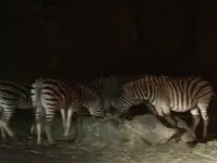 富士サファリパークの写真・動画_image_322397