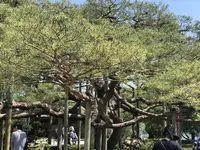 兼六園の写真・動画_image_322578
