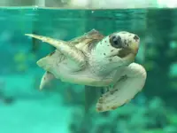 オーシャンの写真・動画_image_323168